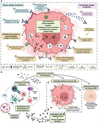 Unraveling the complex interplay between anti-tumor immune response and autoimmunity mediated by B cells and autoantibodies in the era of anti-checkpoint monoclonal antibody therapies